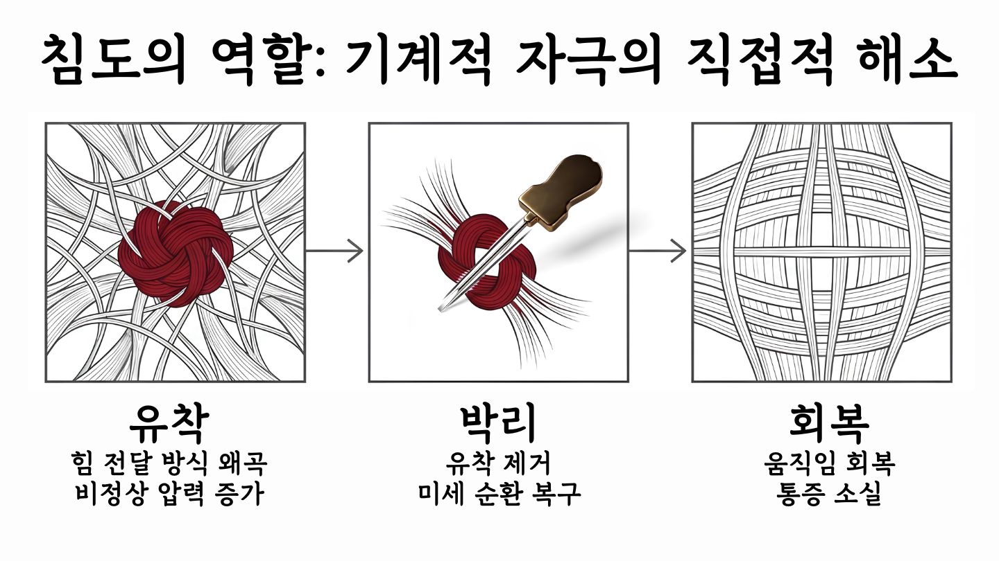 침도의 역할: 기계적 자극의 직접적 해소 — 유착, 박리, 회복의 3단계