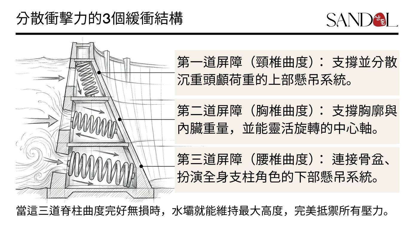 脊椎的 3 個曲線結構如水壩般抵擋衝擊的樣貌
