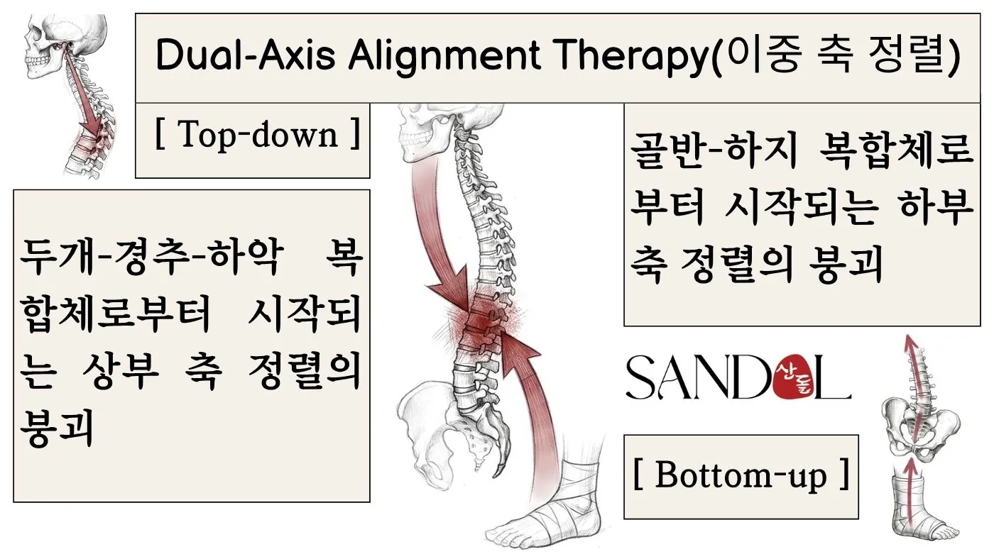이중 축 정렬 기법(DAAT)으로 두개골반축을 재정렬하는 등 허리 통증 치료 도식