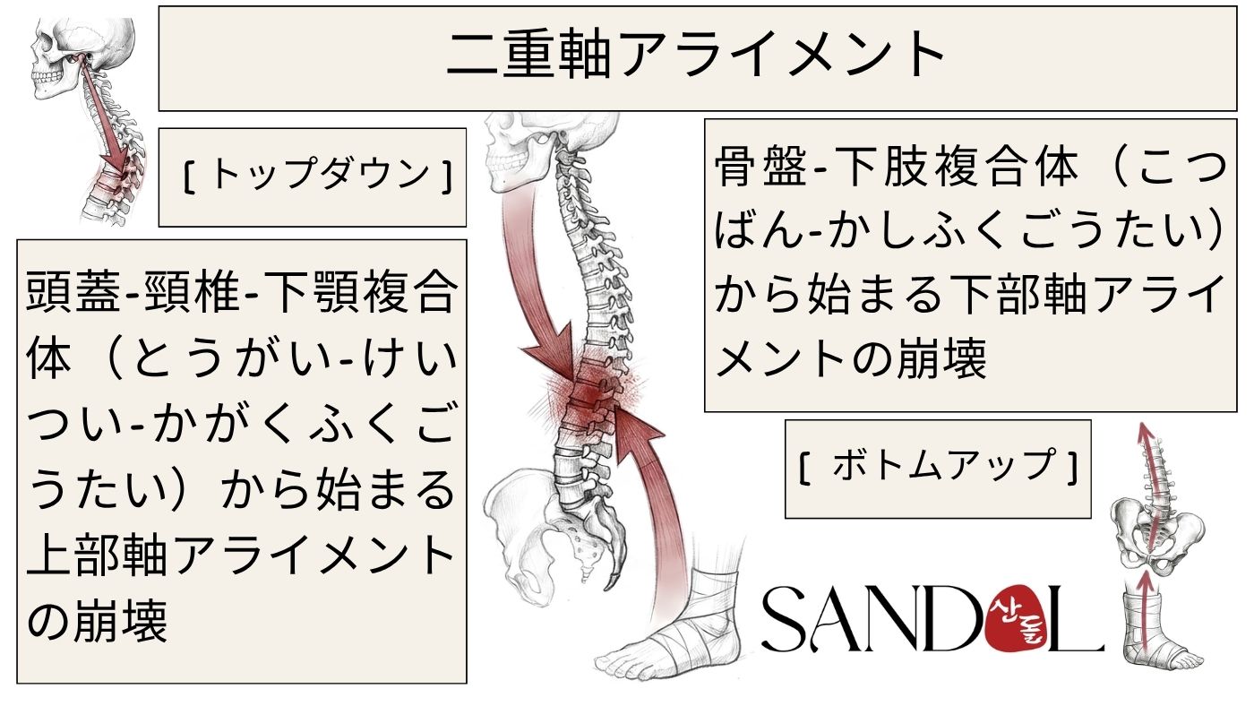 二軸アライメント法（DAAT）で頭蓋・骨盤軸を再調整する、背中と腰の痛みの治療の図