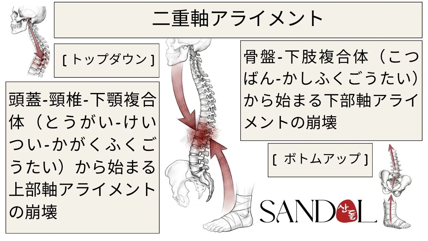 二軸アライメント法(DAAT)で頭蓋・骨盤軸を再調整する、背中と腰の痛みの治療の図