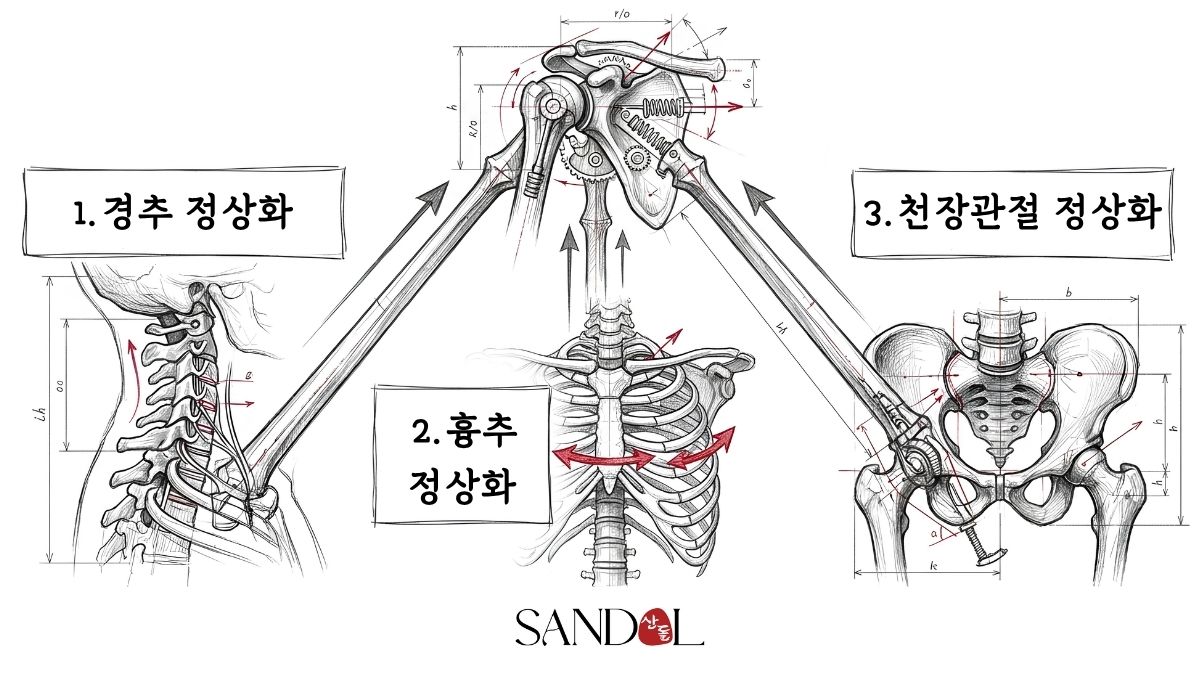 어깨 치료의 3가지 전제조건 — 경추 커브, 흉추 가동성, 천장관절 움직임의 회복