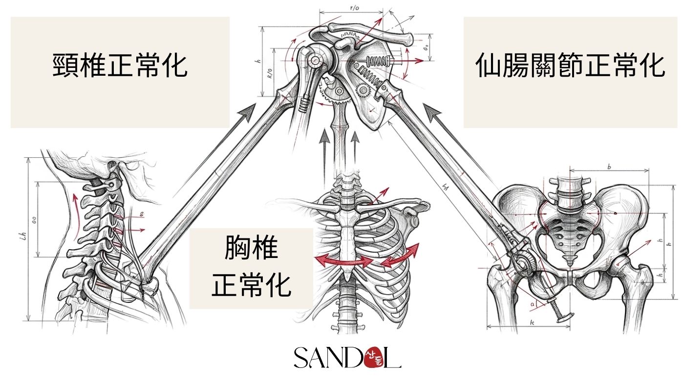 肩部治療的 3 項前提條件 — 頸椎曲線、胸椎活動度、薦髂關節活動的回復