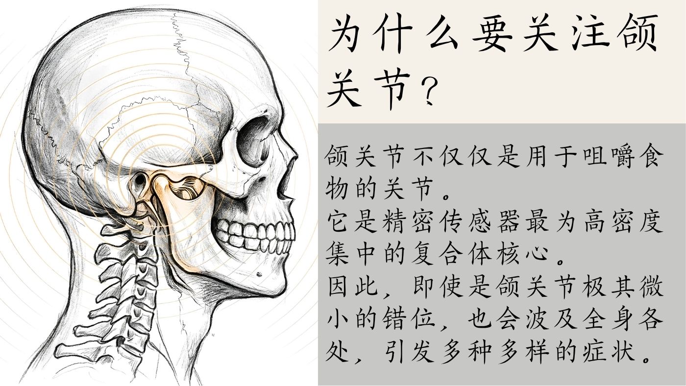交叉点的所在——颅骨・颈椎接合部与三叉神经・迷走神经