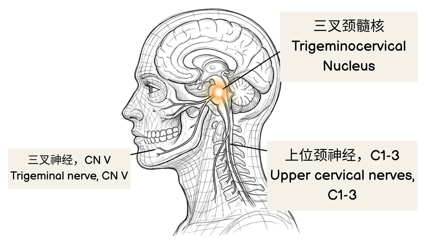 颌与颈交会的脑内交叉路——三叉神经–颈椎会聚部