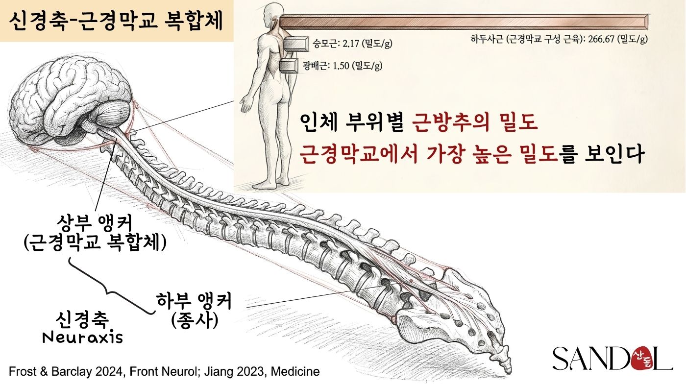 근경막교와 근방추 — 후두하근과 경막의 직접 연결