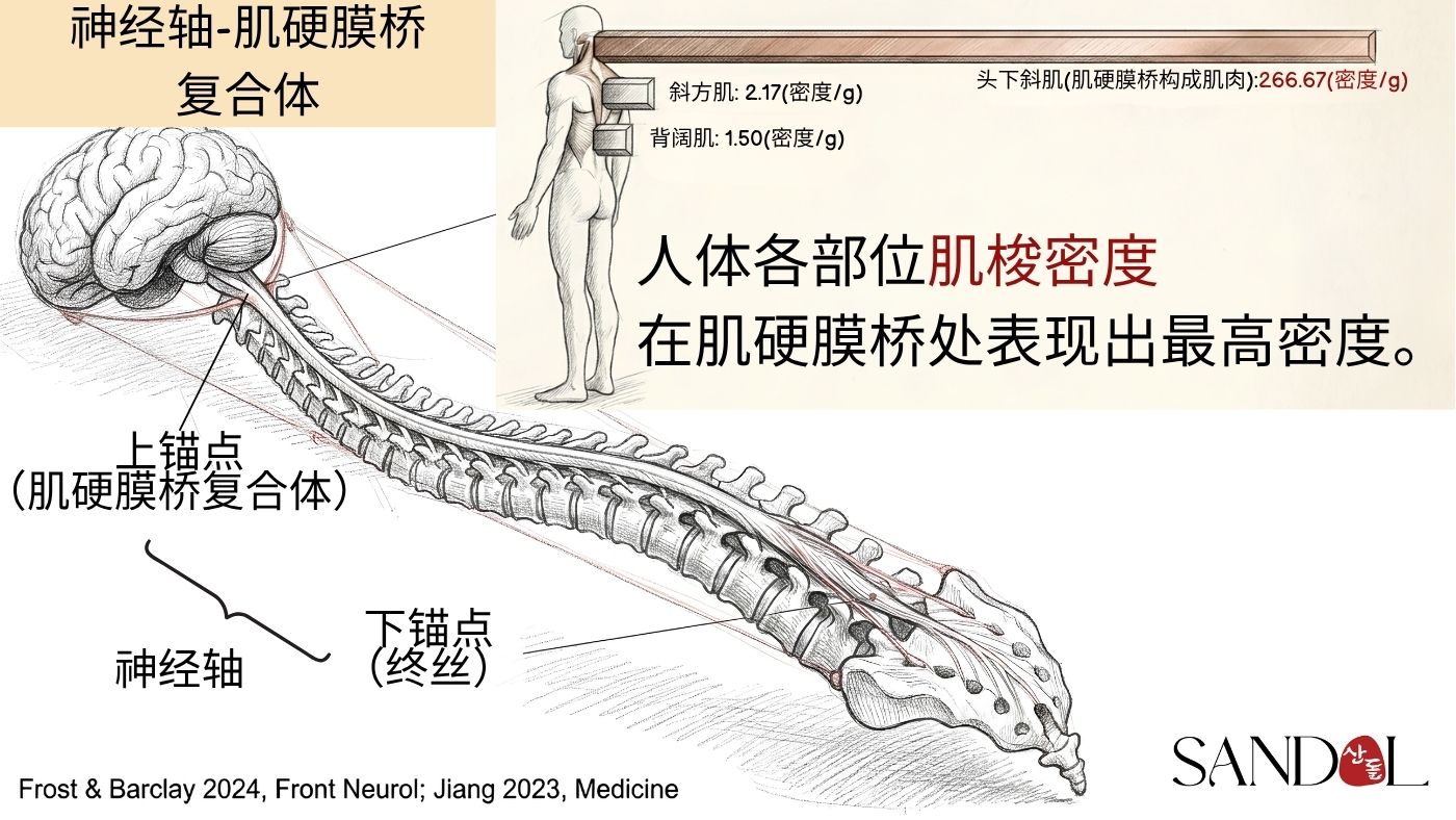 肌硬膜桥与肌梭——枕下肌与硬膜的直接连结