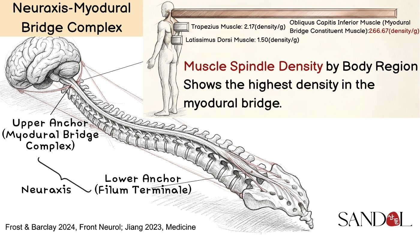 The myodural bridge and muscle spindles — the direct link between the suboccipital muscles and the dura