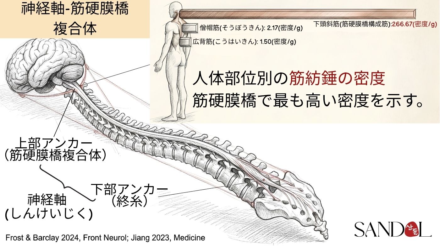 筋硬膜橋と筋紡錘 — 後頭下筋と硬膜の直接的なつながり