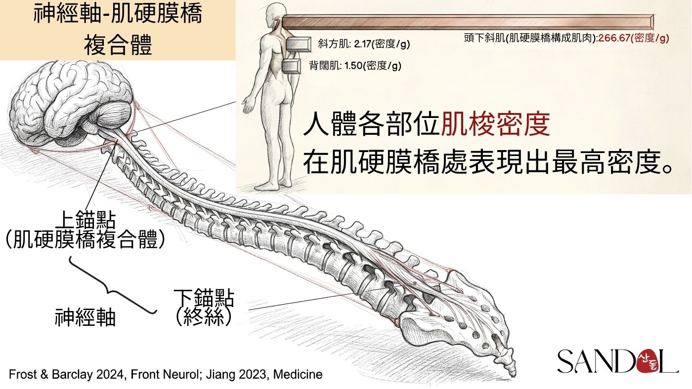 肌硬膜橋與肌梭——枕下肌與硬膜的直接連結